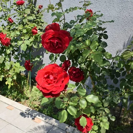 Mila Riverside Bed & Breakfast Smederevo